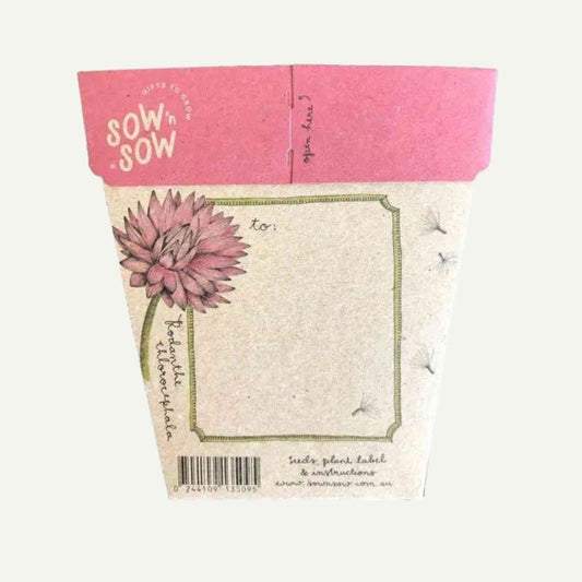 Australian Native Seeds | Everlasting Daisy Home & Garden > Garden Accessories > Native Seeds - Minimalist Gardener