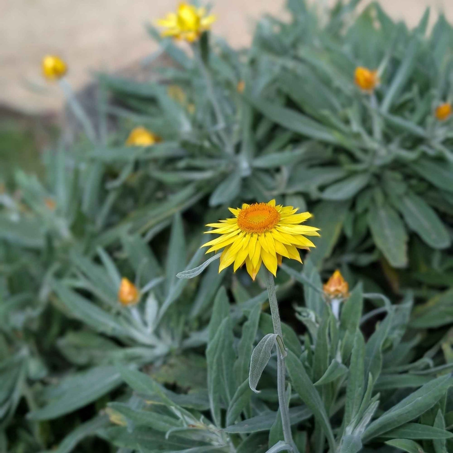 Australian Wildflower Native Mixed Seeds Home & Garden > Garden Accessories > Native Seeds - Minimalist Gardener