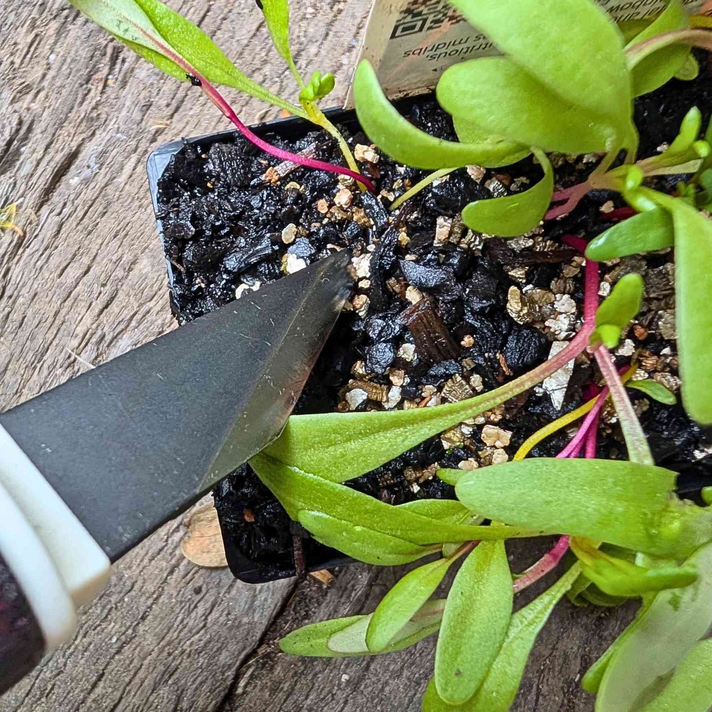 Japanese Carbon Steel Pruning & Grafting Knife Home & Garden > Garden Tools > Hand Tools - Minimalist Gardener