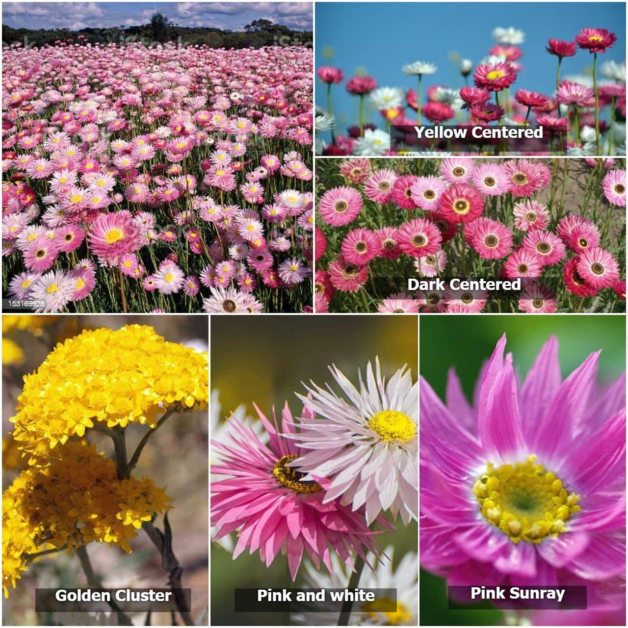 Native Seed Bombs Everlasting Daisy Fields Home & Garden > Garden Accessories > Native Seeds - Minimalist Gardener