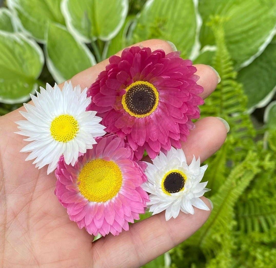 Native Seed Bombs Everlasting Daisy Fields Home & Garden > Garden Accessories > Native Seeds - Minimalist Gardener