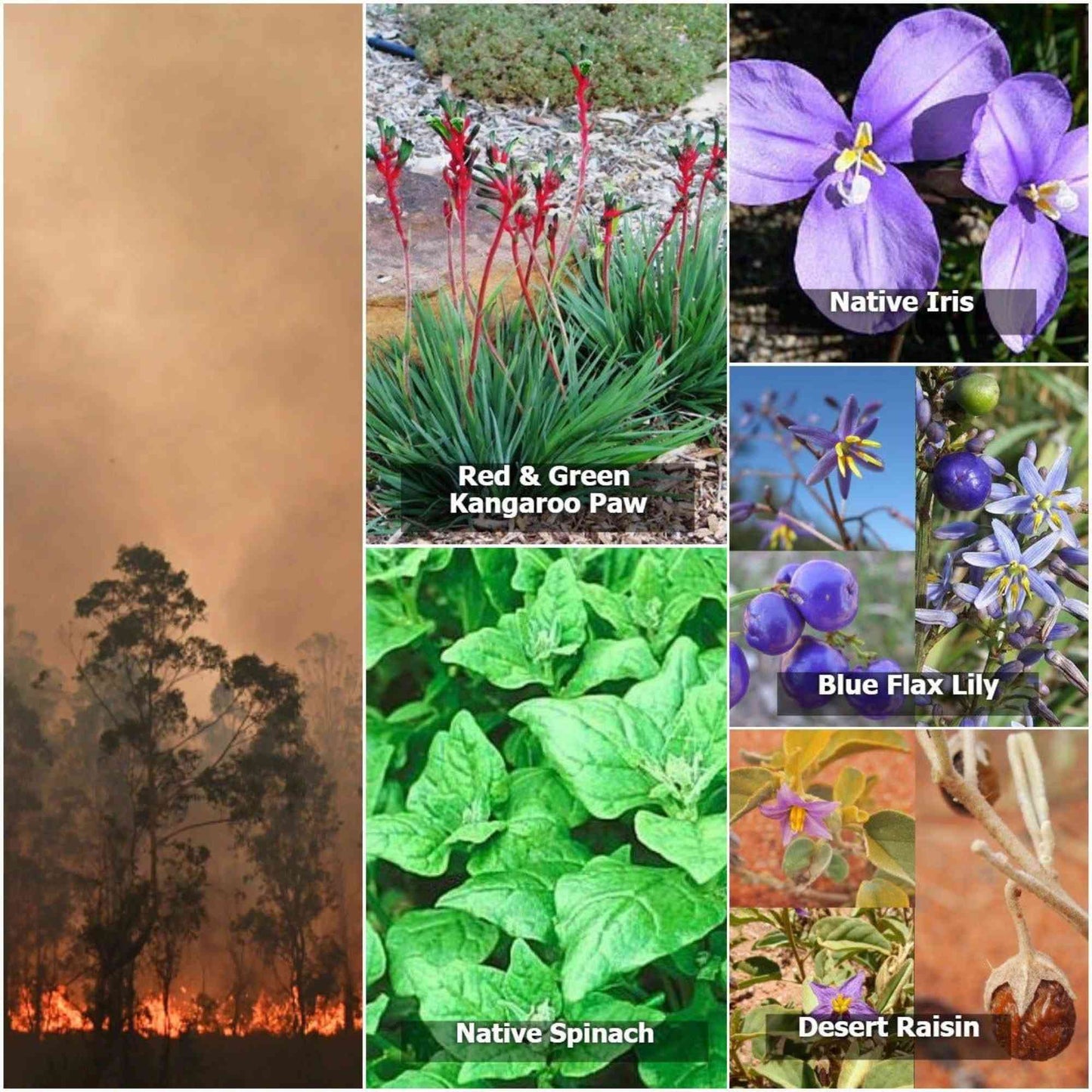 Native Seed Box | Bushfire Collection (Australian Flowers & Tucker) Home & Garden > Garden Accessories > Native Seeds - Minimalist Gardener