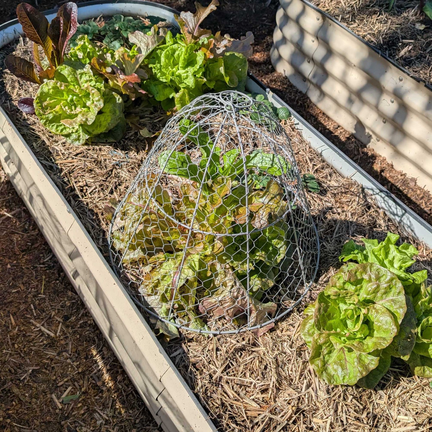 Wire Garden Cloche Large Home & Garden > Garden Storage > Baskets - Minimalist Gardener