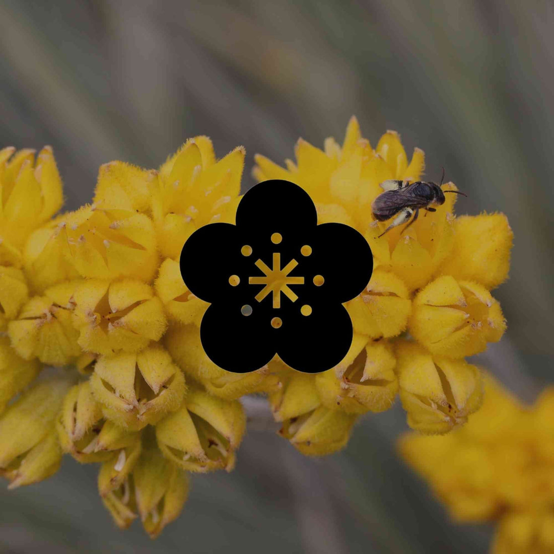 10 Australian native alternatives to popular ornamental plants - Minimalist Gardener