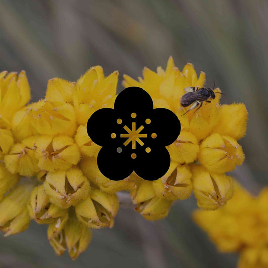 10 Australian native alternatives to popular ornamental plants - Minimalist Gardener