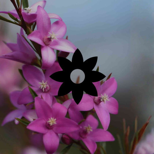10 Australian native flowering shrubs and maintenance tips - Minimalist Gardener