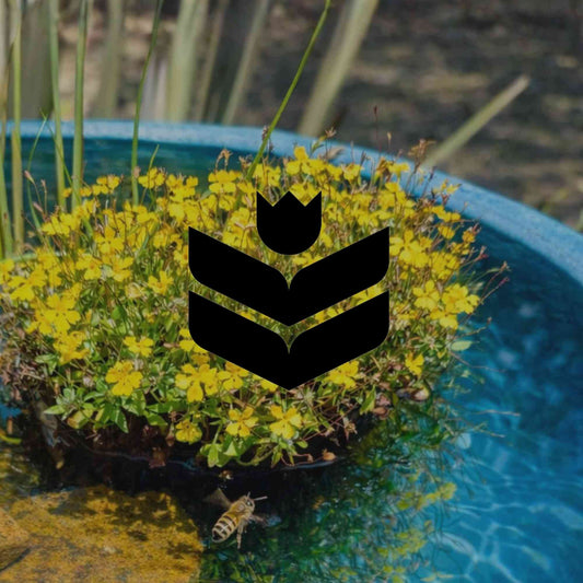 10 Australian native plants that thrive in persistently wet soil - Minimalist Gardener