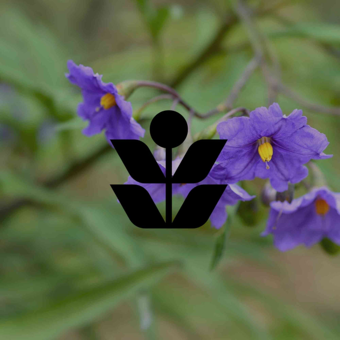 10 Australian native plants with a hidden dark side - Minimalist Gardener