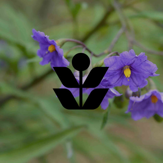 10 Australian native plants with a hidden dark side - Minimalist Gardener