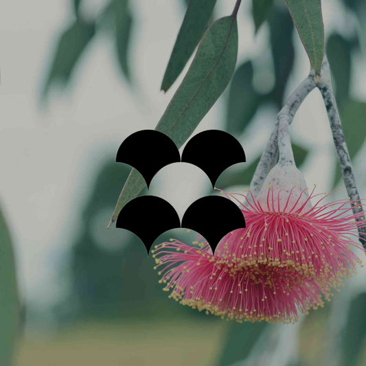 10 Australian native plants with fascinating superpowers - Minimalist Gardener