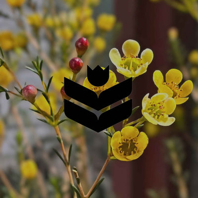 10 Australian native plants with star-shaped flowers - Minimalist Gardener