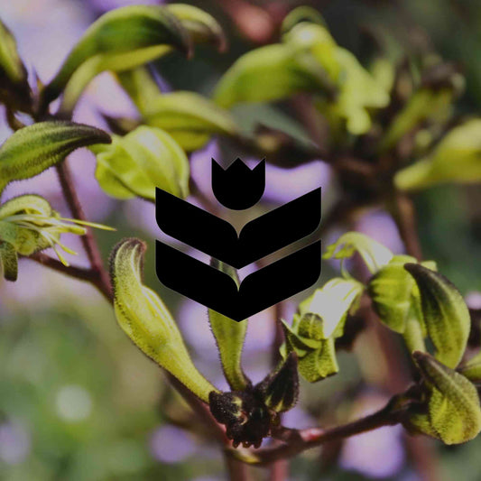 10 Australian native plants with unusually dark flowers - Minimalist Gardener