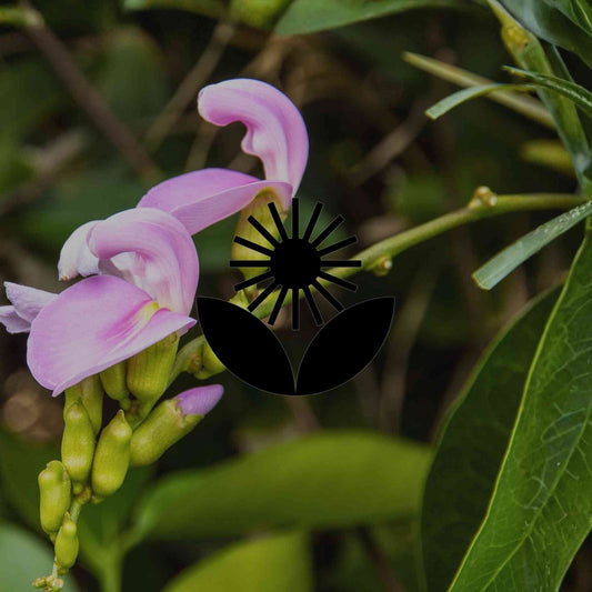 10 Australian natives to cover fences and structures without damage - Minimalist Gardener