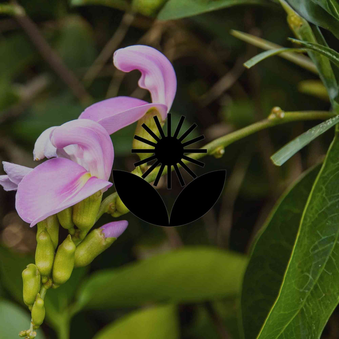 10 Australian natives to cover fences and structures without damage - Minimalist Gardener