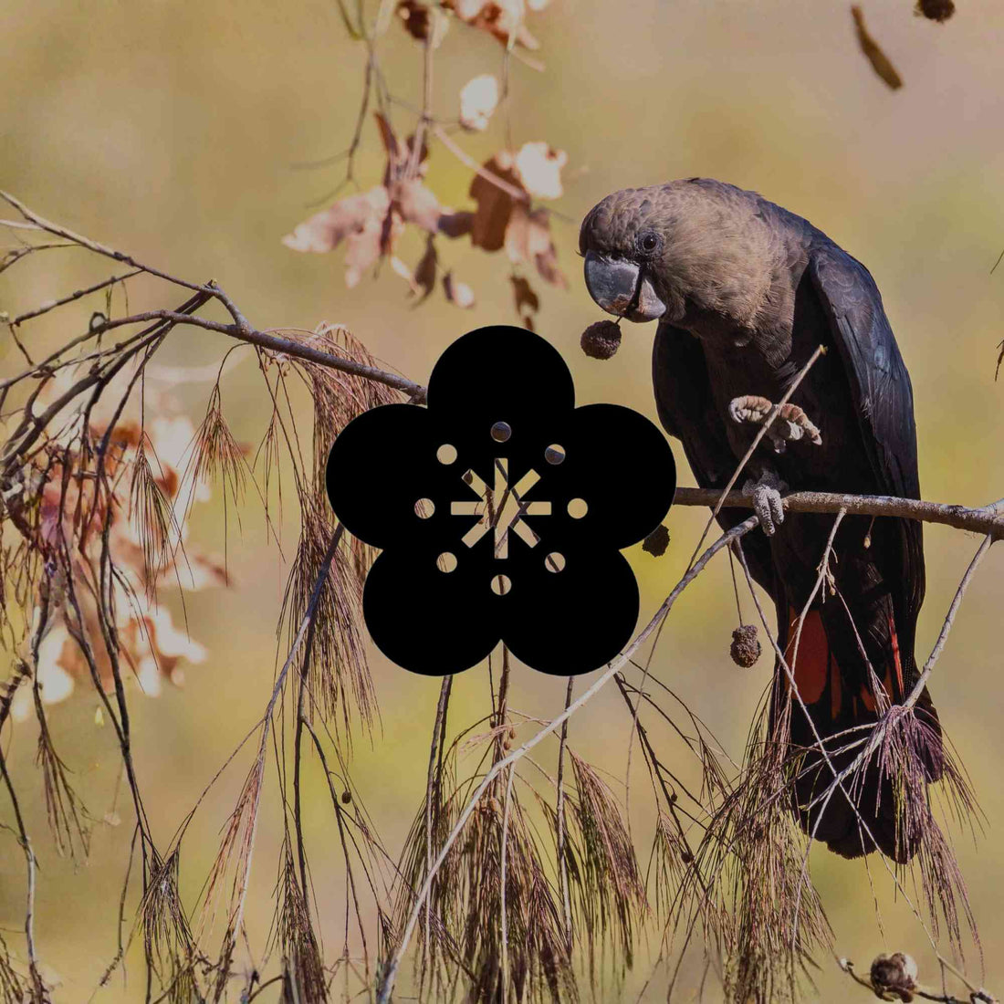 10 Australian natives to help endangered species in your garden - Minimalist Gardener