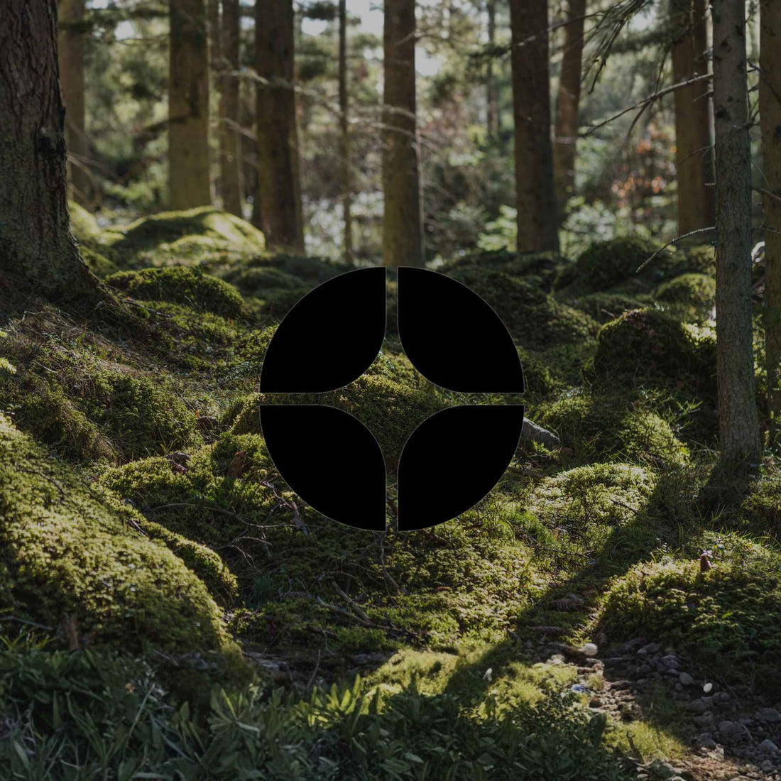 10 compact Australian native groundcovers for every garden - Minimalist Gardener