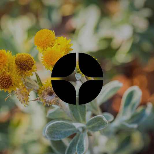 10 compact Australian native groundcovers for every garden - Minimalist Gardener