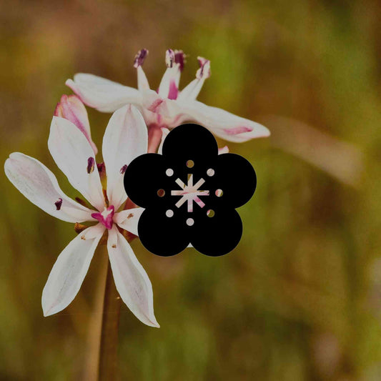 10 delicate Australian native lilies that flower in spring - Minimalist Gardener