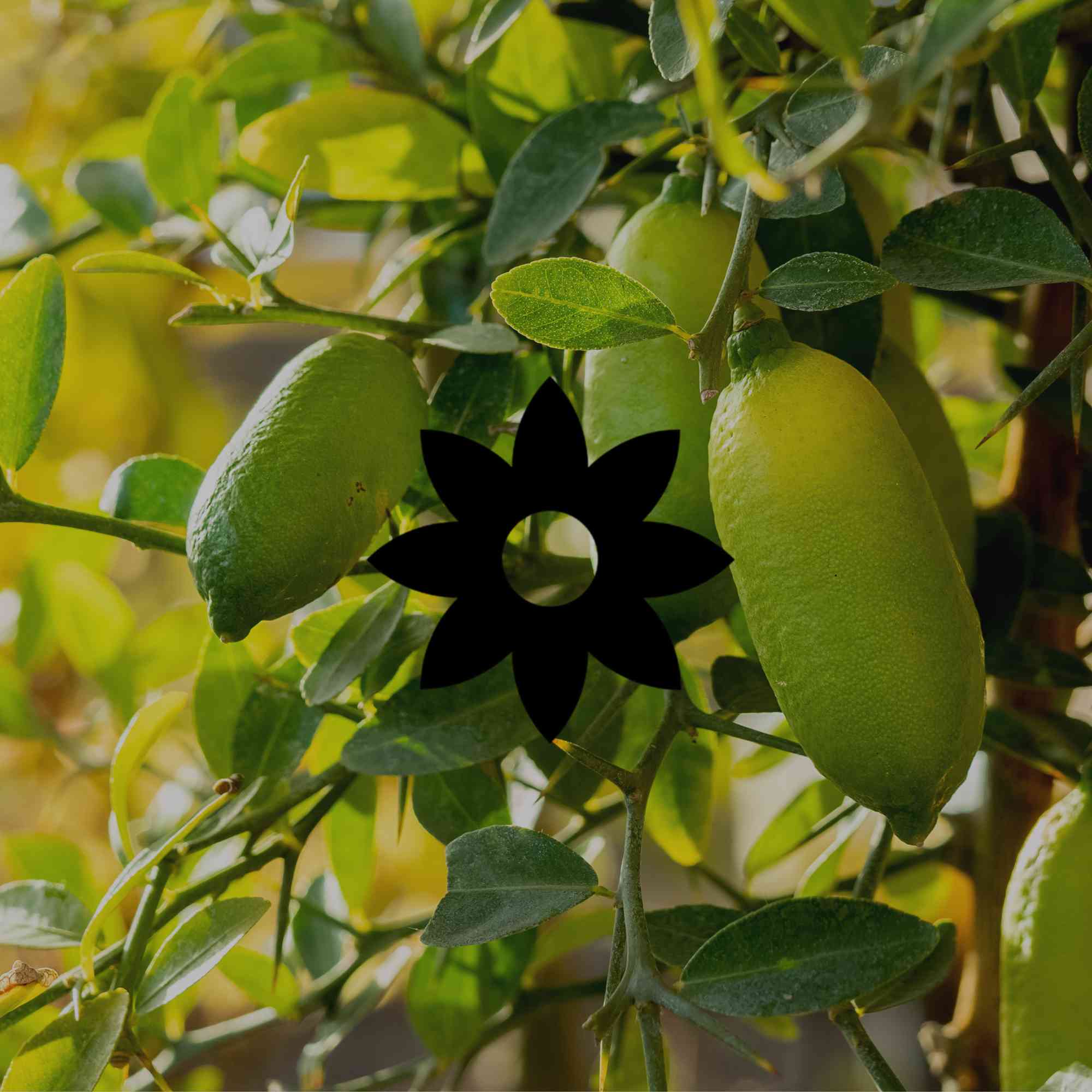 10 Distinctive Australian Native Plants for Small Spaces – Minimalist ...