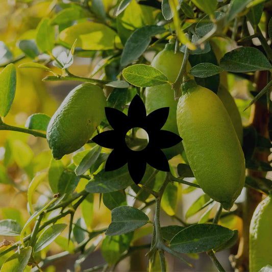 10 distinctive Australian native plants for small spaces - Minimalist Gardener