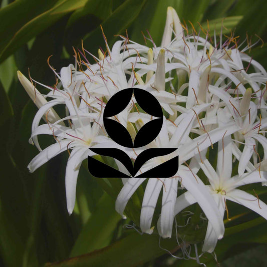 10 flowering Australian natives for every zone of a water garden - Minimalist Gardener