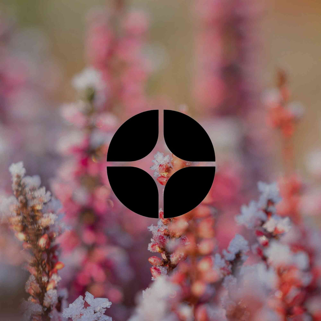 10 frost-tolerant Australian native plants for winter gardens - Minimalist Gardener