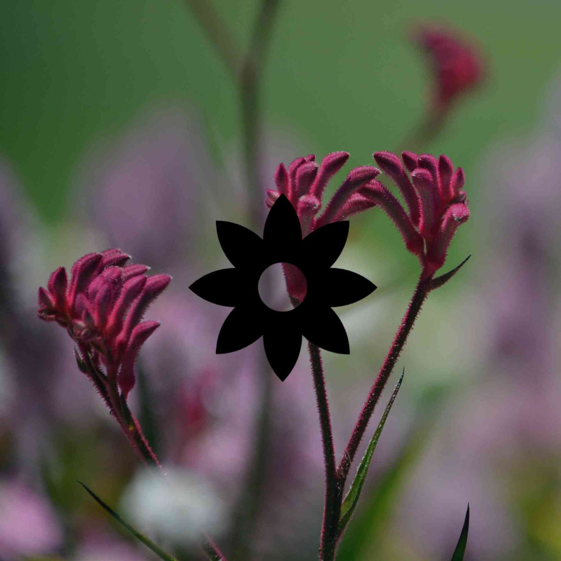 10 hidden survival strategies in Australian native gardens - Minimalist Gardener