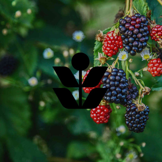 10 of Australia's Weeds of National Significance from our gardens - Minimalist Gardener