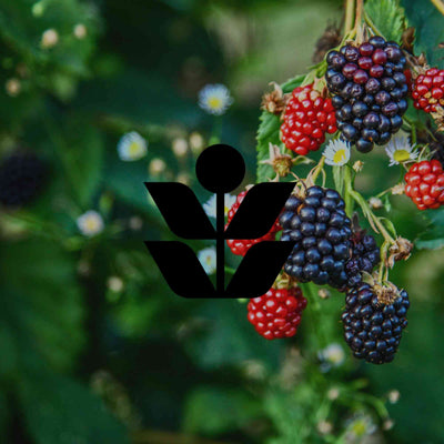 10 of Australia's Weeds of National Significance from our gardens - Minimalist Gardener