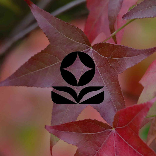 10 plants you'll regret adding to your Australian garden - Minimalist Gardener
