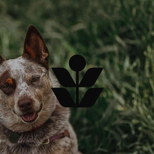 10 toxic ornamental plants you might have in your garden - Minimalist Gardener