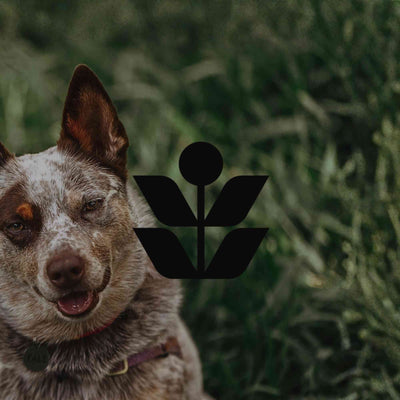 10 toxic ornamental plants you might have in your garden - Minimalist Gardener