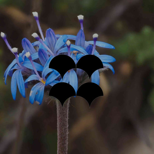 10 true blue Australian native flowers for your garden - Minimalist Gardener