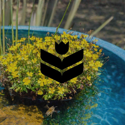 10 Australian native plants that thrive in persistently wet soil