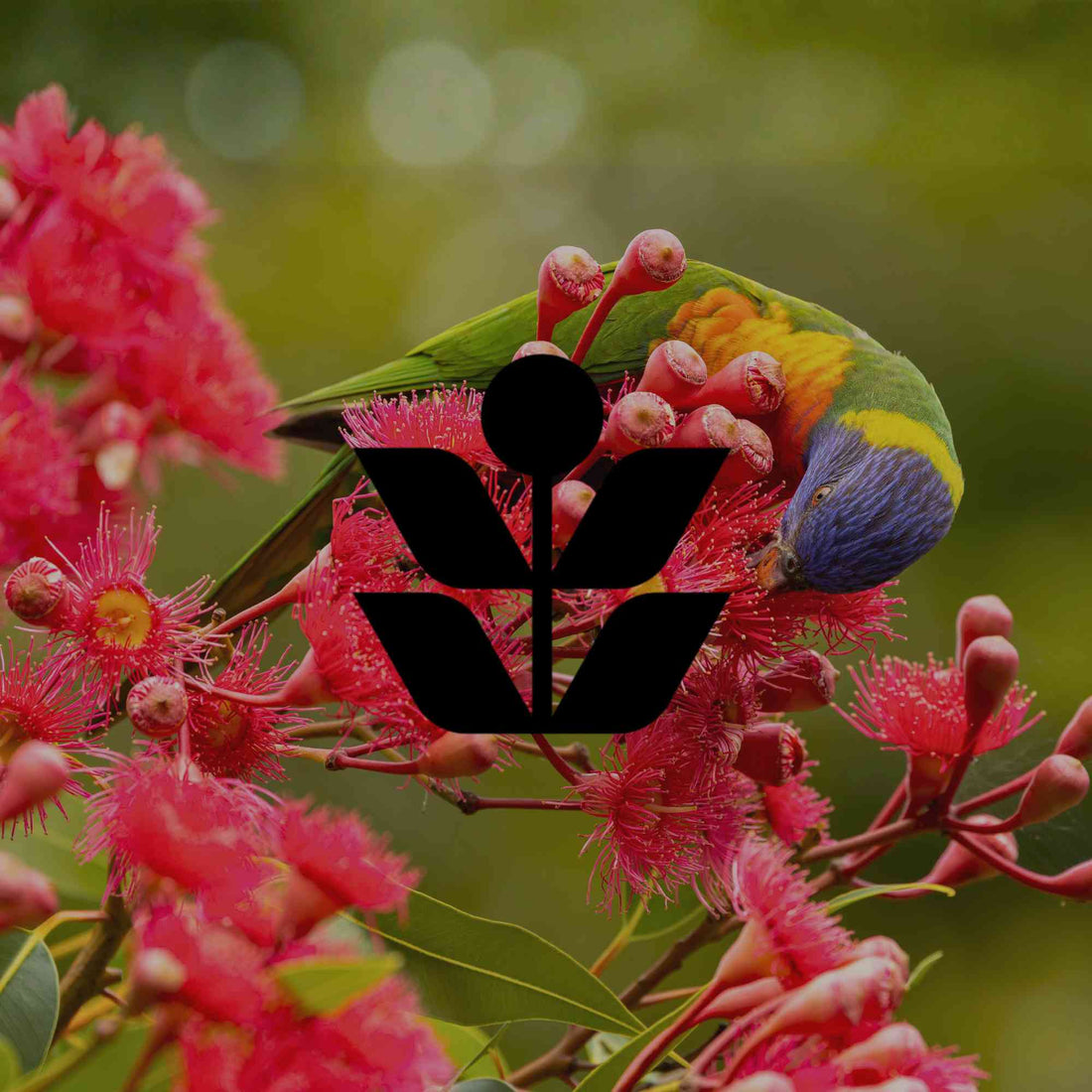 10 eucalyptus trees for small to medium Australian gardens