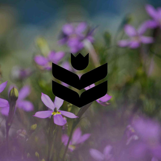 12 Australian native garden plants you probably haven't heard of - Minimalist Gardener