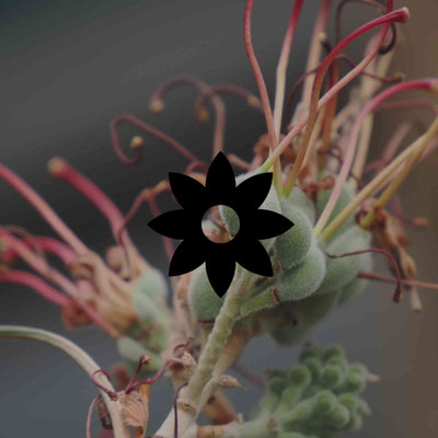 12 Australian native plants for autumn planting - Minimalist Gardener