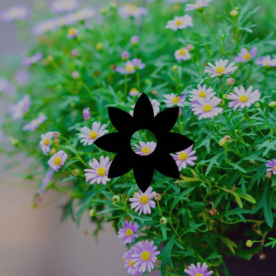 12 Australian native plants for hanging pots and baskets - Minimalist Gardener