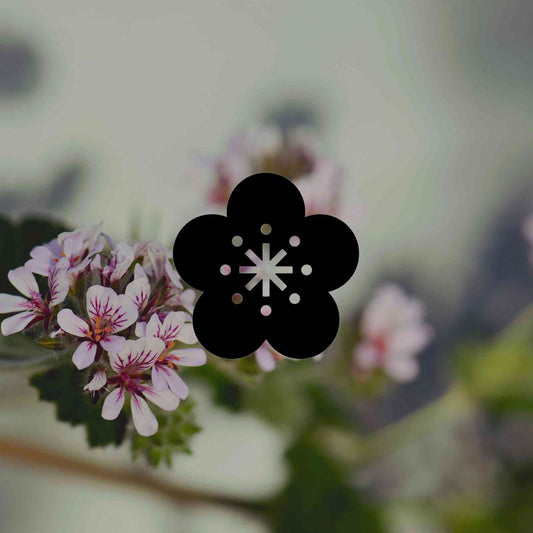 12 Australian native plants for pots matched to your climate - Minimalist Gardener