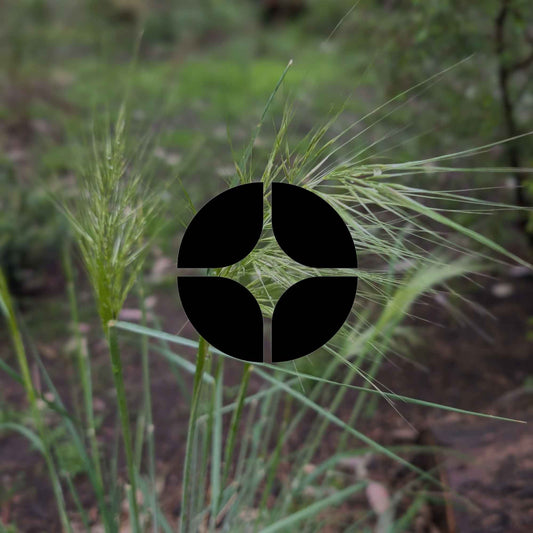12 Australian native plants for the understorey of your garden - Minimalist Gardener