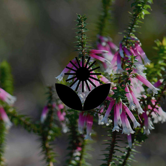 12 Australian native plants that flower most of the year - Minimalist Gardener