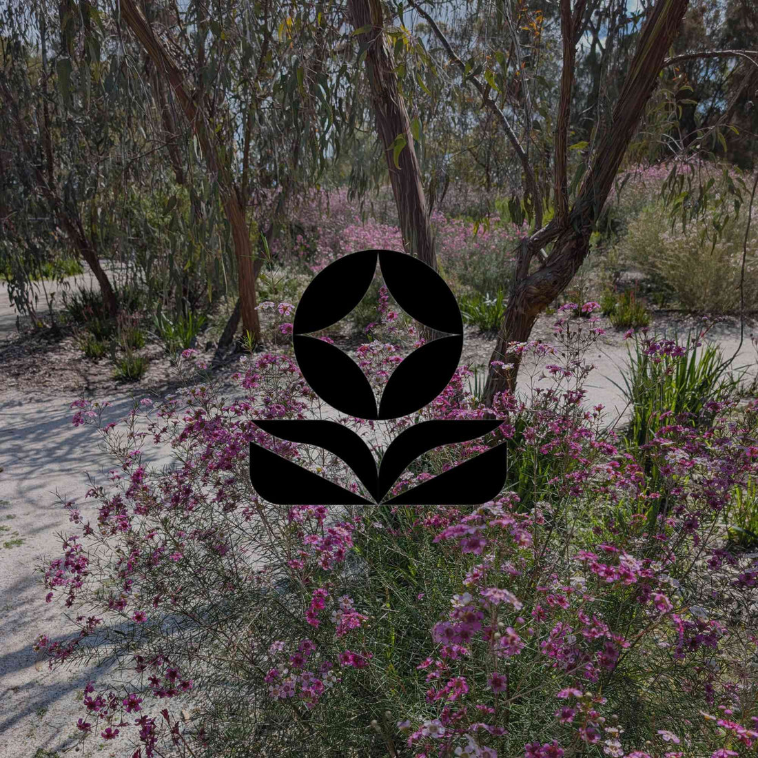 12 Australian native plants that self-seed to fill your garden - Minimalist Gardener