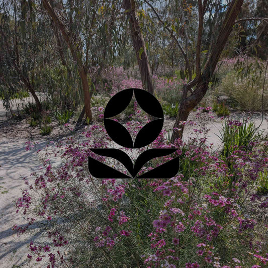 12 Australian native plants that self-seed to fill your garden - Minimalist Gardener
