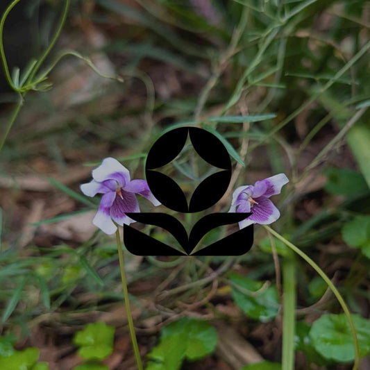 12 Australian native plants that thrive in deep shade - Minimalist Gardener