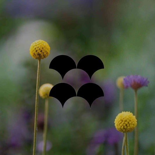 12 Australian native plants that thrive in degraded soil - Minimalist Gardener