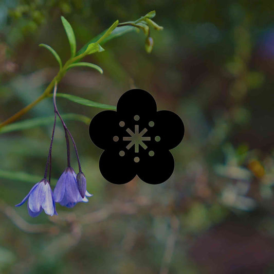 12 Australian native plants with beautiful bell-shaped flowers - Minimalist Gardener