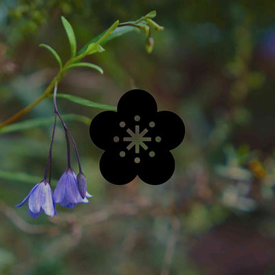 12 Australian native plants with beautiful bell-shaped flowers - Minimalist Gardener