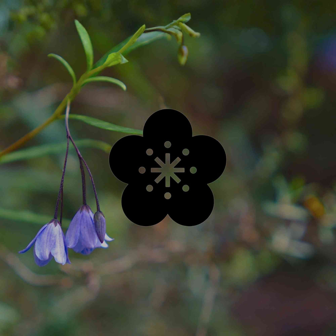 12 Australian native plants with beautiful bell-shaped flowers - Minimalist Gardener
