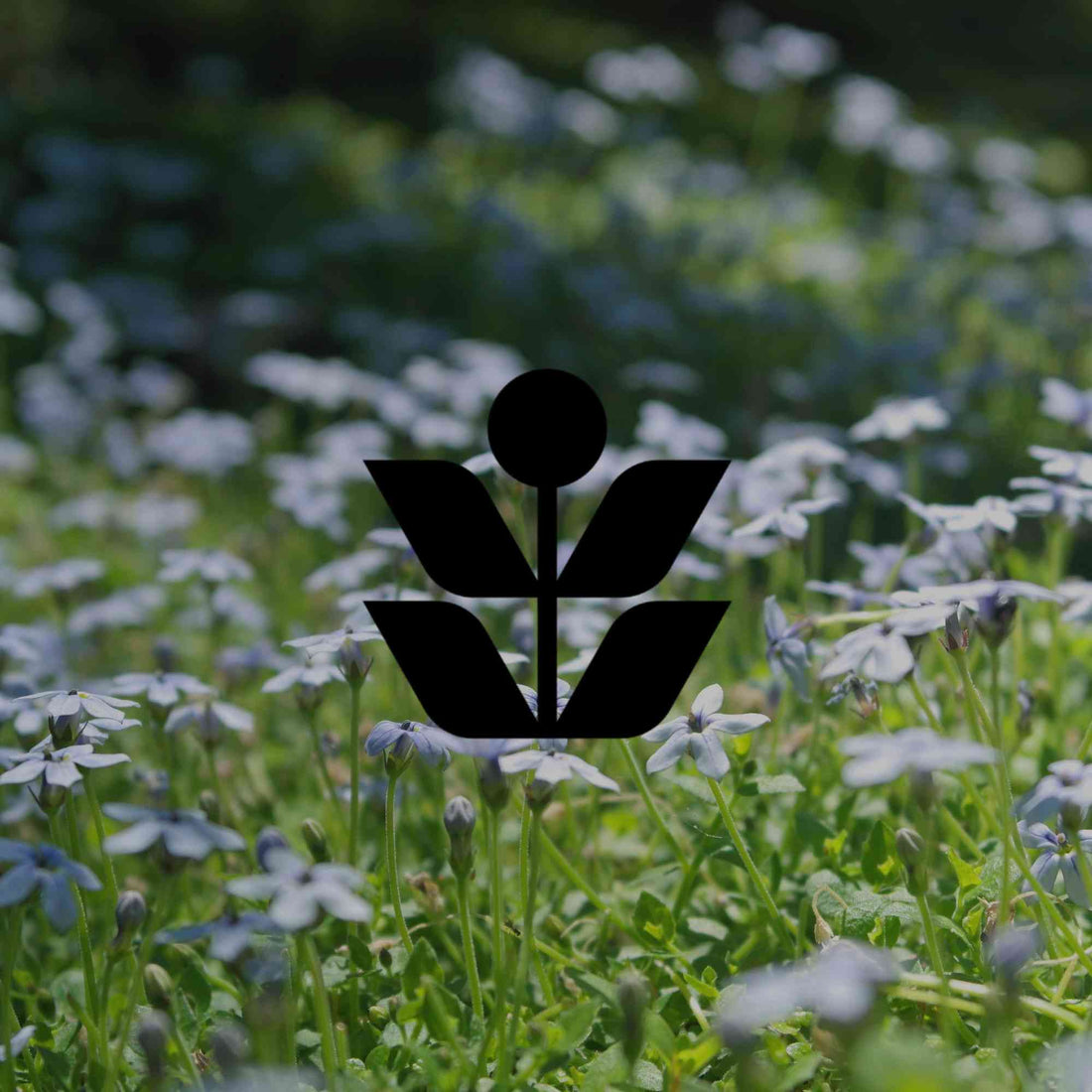 12 Australian native running groundcovers with beautiful flowers - Minimalist Gardener