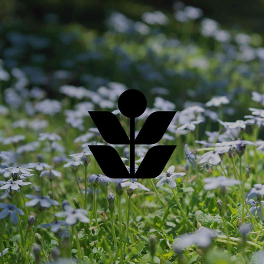 12 Australian native running groundcovers with beautiful flowers - Minimalist Gardener